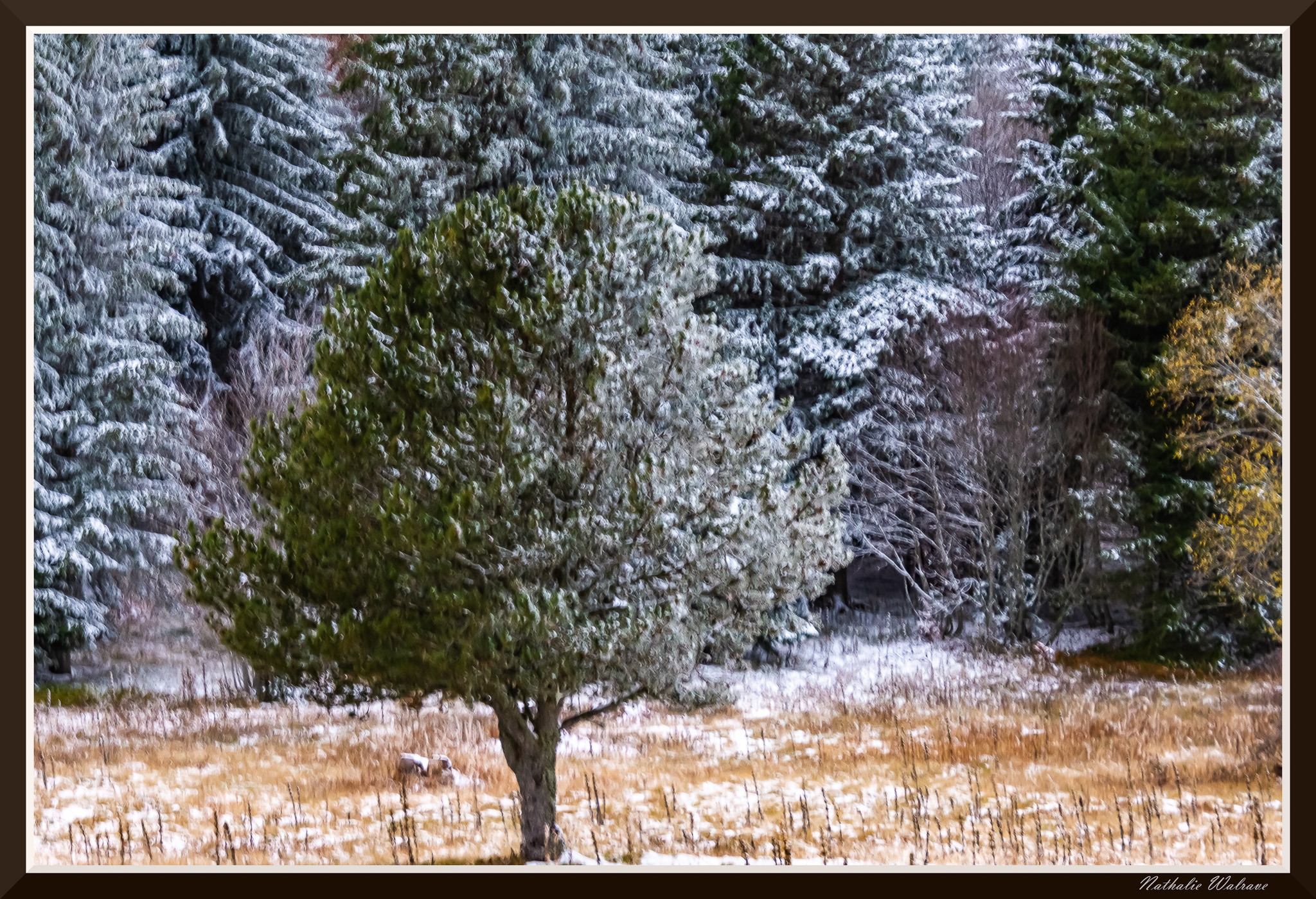 paysage semi-enneigé